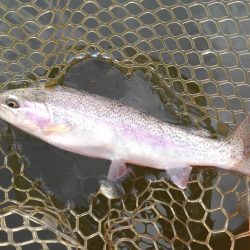 大安トラウトレイク釣果